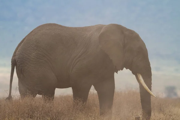 Afrikai Emlős Növényevő Állat Elefánt — Stock Fotó