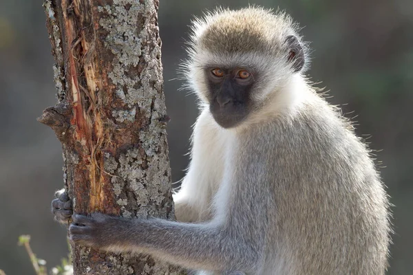 원숭이 자연의 — 스톡 사진