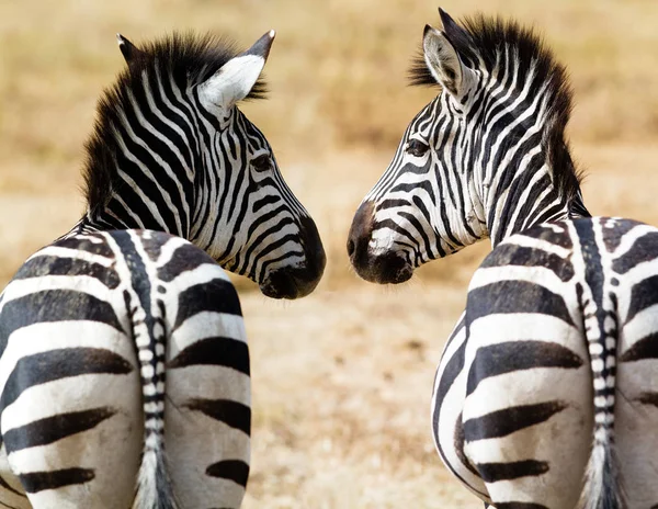 Black White Zebras Animals — Stock Photo, Image