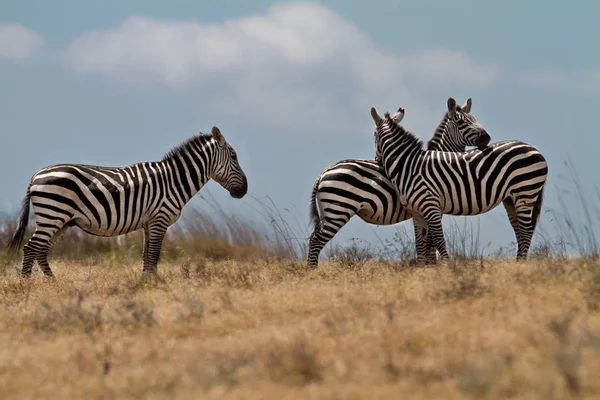 Black White Zebras Animals — Stock Photo, Image