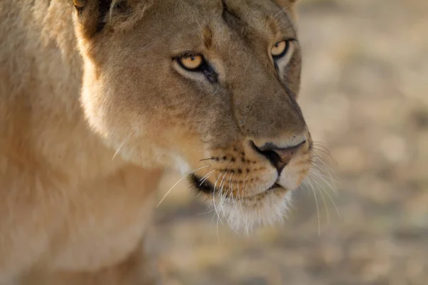 Löwe Der Steppe — Stockfoto