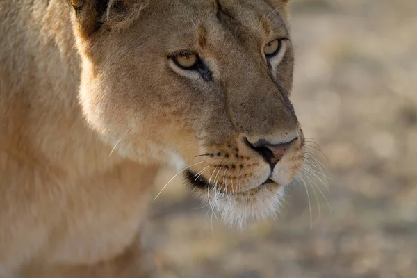 Löwe Der Steppe — Stockfoto