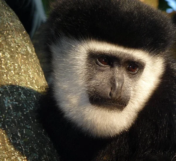 Macaco Animais Vida Natureza Fauna — Fotografia de Stock