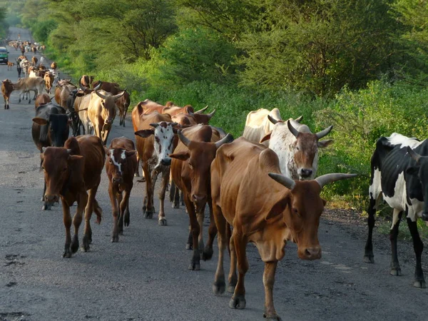 Cows Walking Road — Stock Photo, Image