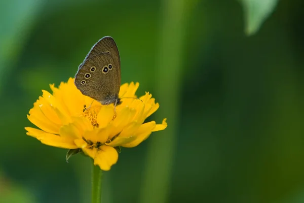 Uccello Foresta Marrone Sulla Margherita Gialla — Foto Stock