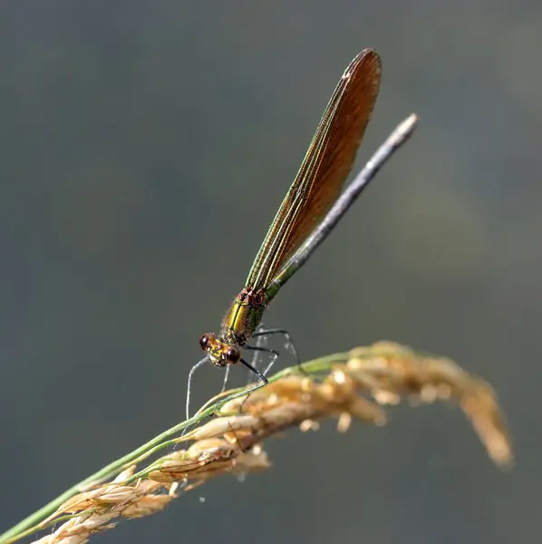 Bug Della Natura Con Ali Insetti Della Natura — Foto Stock