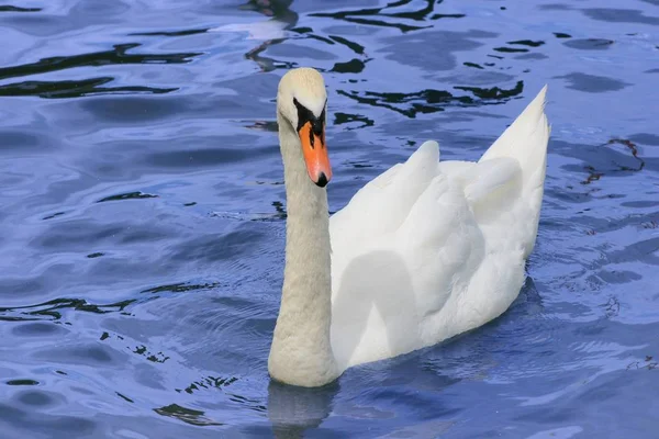 Vista Panorámica Del Majestuoso Cisne Naturaleza —  Fotos de Stock