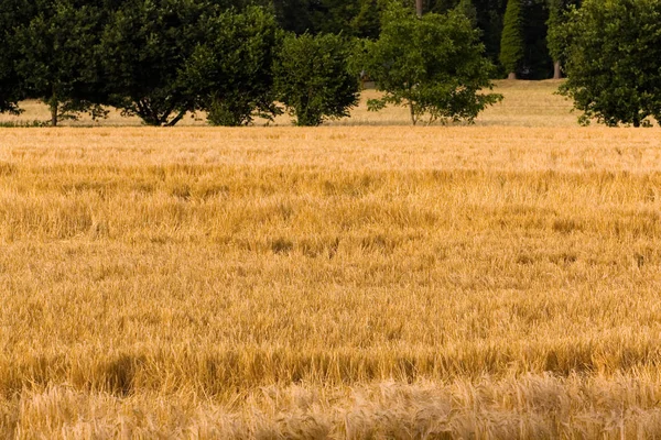 Grano Trigo Espigas —  Fotos de Stock