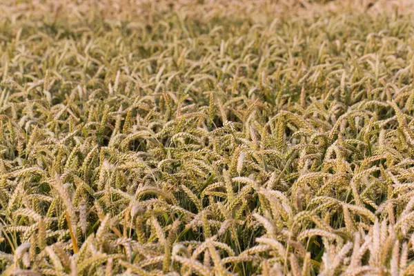 Сельское Хозяйство Пшеничное Поле — стоковое фото