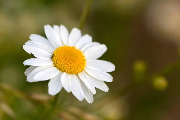Young Marguerites Summer Close — Stock Photo, Image