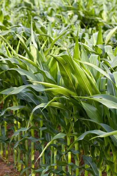 Blick Auf Maisfeld Landwirtschaftliches Konzept — Stockfoto