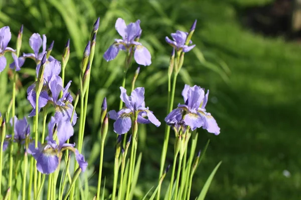 Sorge Pianta Fiori Flora — Foto Stock