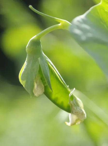 Plante Verte Dans Jardin — Photo