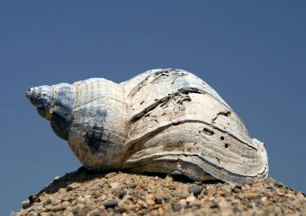 Slak Helix Schepsel Slakkensoort — Stockfoto