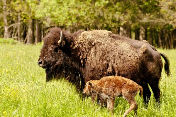 Bison Calf Few Minutes Old — стоковое фото