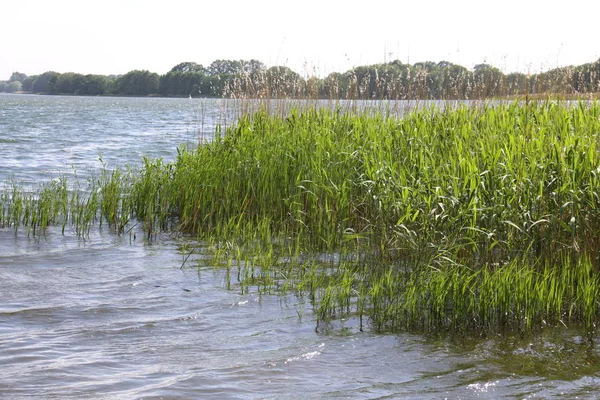 Paisagem Cana Lago — Fotografia de Stock