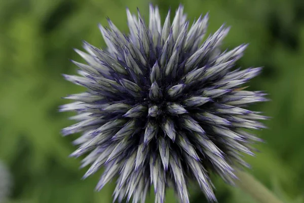 Květina Allia Botanická Flóra — Stock fotografie