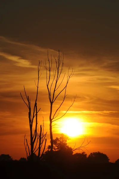 Suchý Strom Světle Vycházejícího Slunce — Stock fotografie