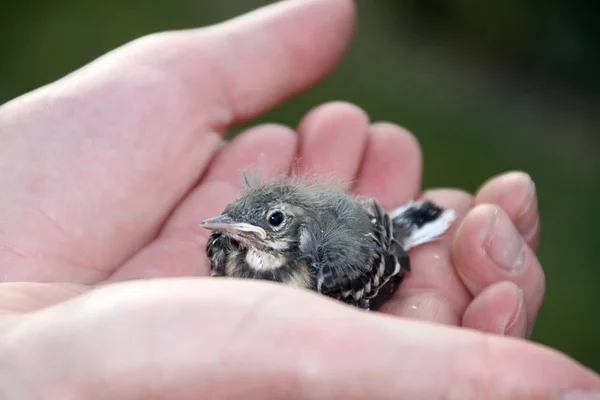 Gevallen Uit Het Nest — Stockfoto