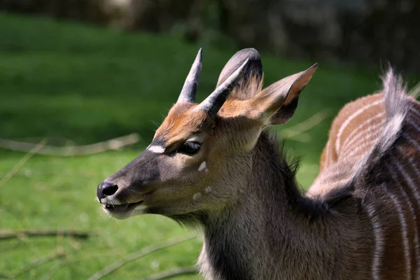 Antilop Djur Naturen Fauna — Stockfoto