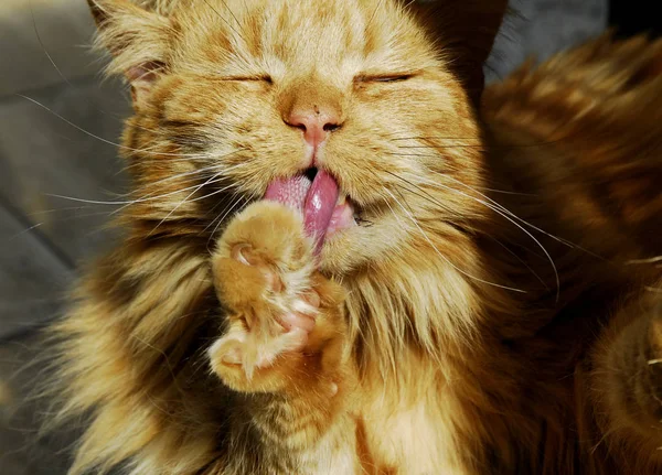 귀여운 고양이 — 스톡 사진
