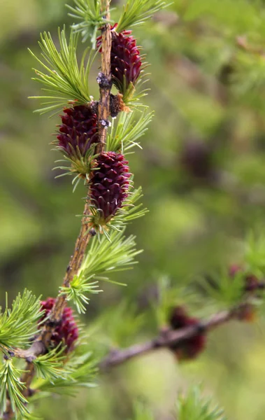 유럽산 애벌레 Larix Decidua — 스톡 사진