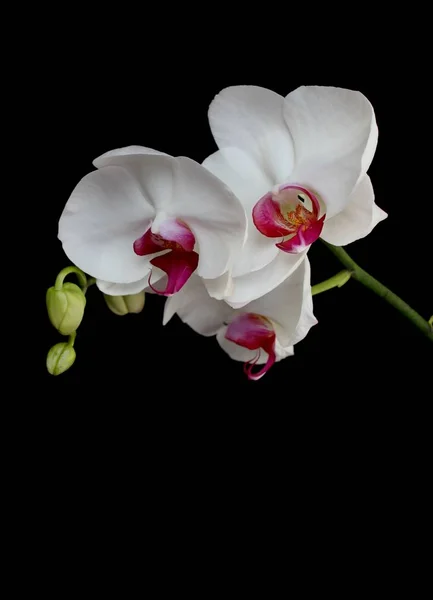 Gyönyörű Orchideák Orchidea Virágok — Stock Fotó