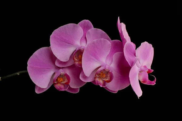 Güzel Orkide Orkidesi Çiçekleri — Stok fotoğraf