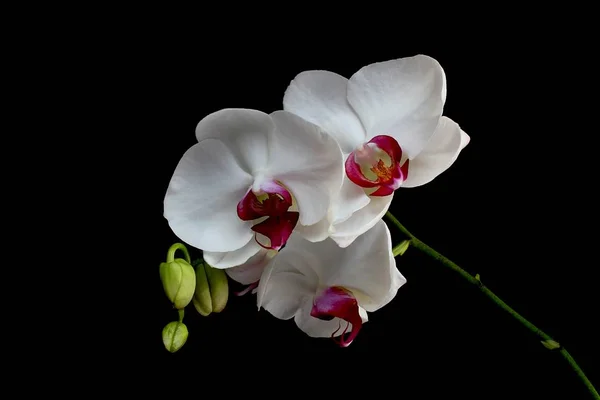 Piękne Orchidee Kwiaty Storczyk — Zdjęcie stockowe