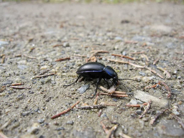 Primer Plano Error Naturaleza Salvaje — Foto de Stock