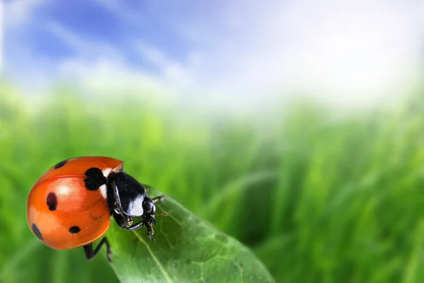 Vista Cerca Del Pequeño Insecto Mariquita —  Fotos de Stock