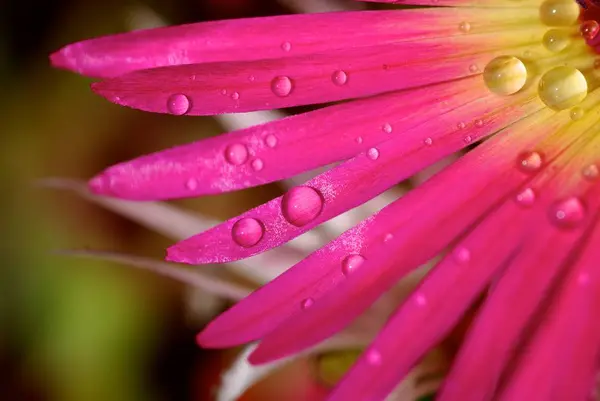 Рожева Квітка Лілії Зеленій Траві — стокове фото