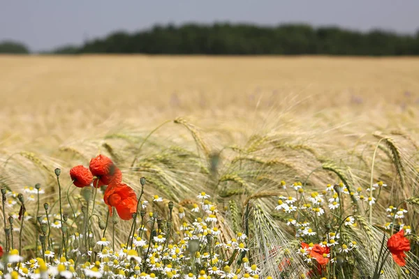 Agricultura Campo Rural Com Cultivo Trigo — Fotografia de Stock