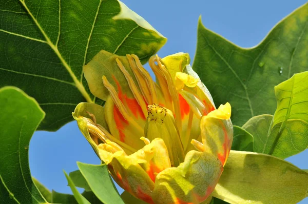 Blüte Des Tulpenbaums Liriodendron Tulipifera — Stockfoto