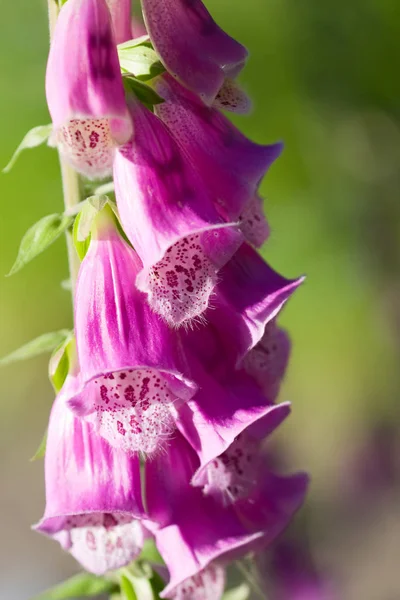 Handskar Blomma Klockor Flora — Stockfoto