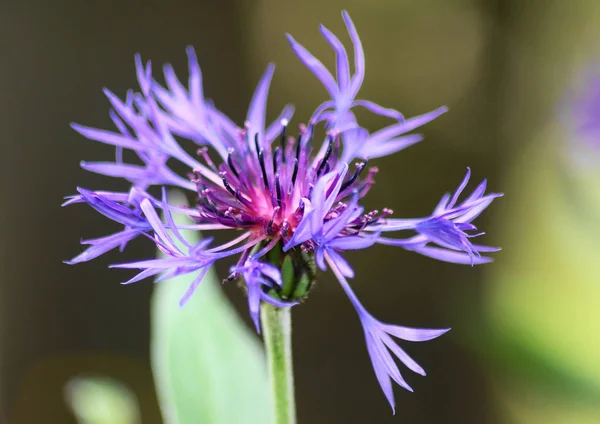 Fiori Diversi Attenzione Selettiva — Foto Stock