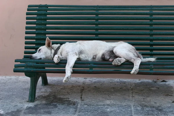 Hund Während Der Hitzewelle — Stockfoto