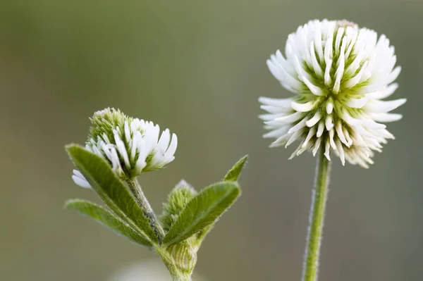 Gros Plan Une Fleur Blanche — Photo