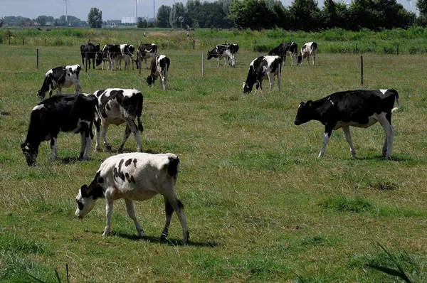 Корови Природному Ландшафті Вибірковий Фокус — стокове фото