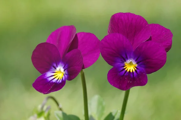 号角紫罗兰色的野花 — 图库照片