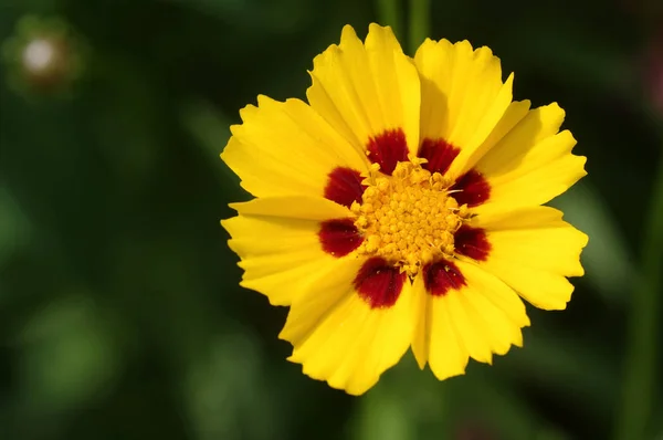 Close Flor Coreopsis — Fotografia de Stock