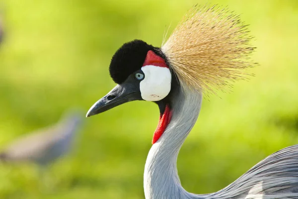 Malowniczy Widok Piękny Koronowany Ptak Żuraw — Zdjęcie stockowe