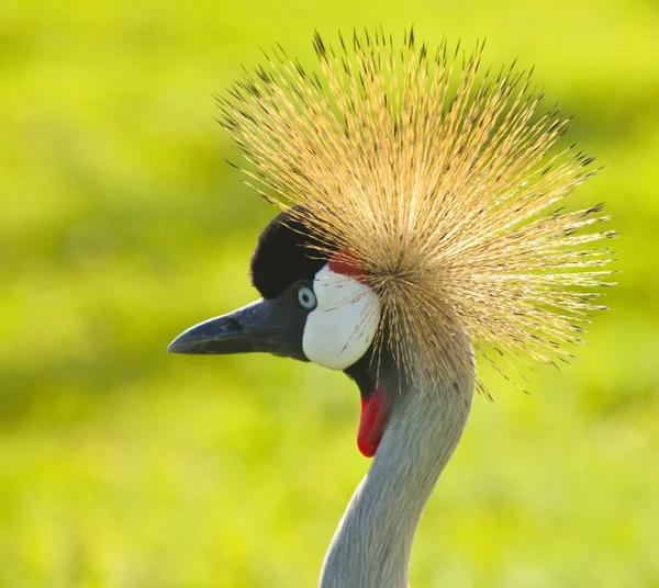 Schilderachtig Uitzicht Prachtige Gekroonde Kraanvogel — Stockfoto