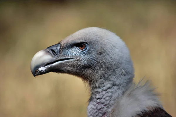 美しいグリフォン鳥の風景 — ストック写真