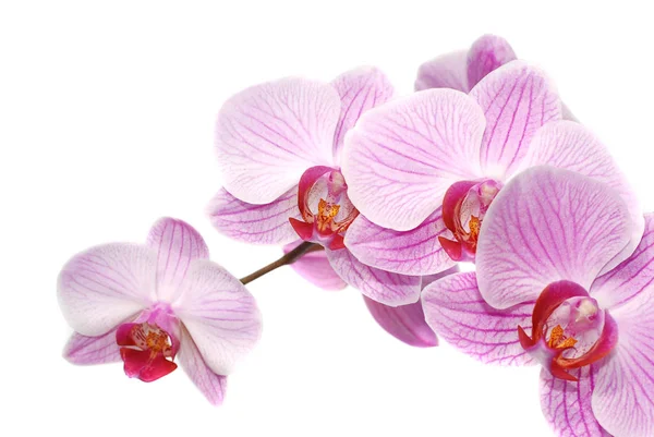 Floraison Des Orchidées Naturelles Flore — Photo