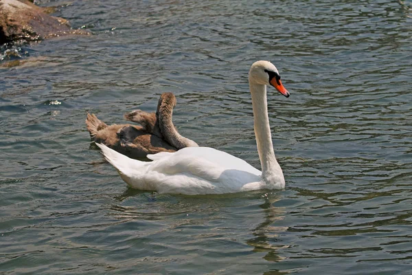 Vista Panorámica Del Majestuoso Cisne Naturaleza —  Fotos de Stock