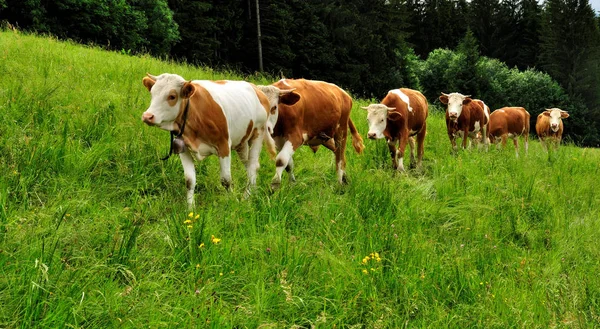 Krowy Łące Latem — Zdjęcie stockowe