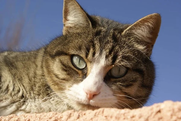 Portrét Tygří Kočky — Stock fotografie