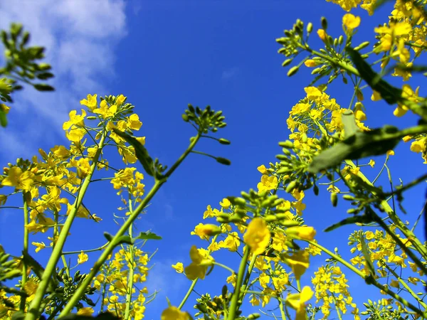 Agriculture Champ Colza Plantes Jaunes — Photo