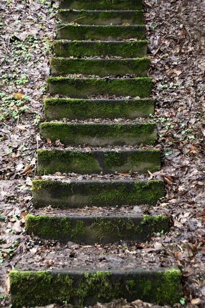 Moosbewachsene Steinstufen — Stockfoto